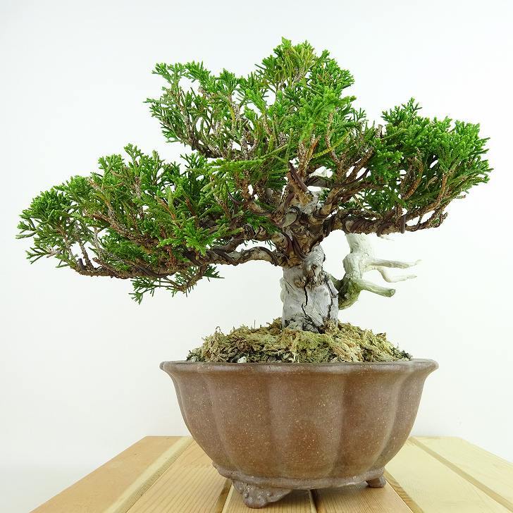  bonsai genuine Kashiwa height of tree approximately 19cm....Juniperus chinensissin Park * Gin car li~ hinoki . evergreen tree .. for small goods reality goods 