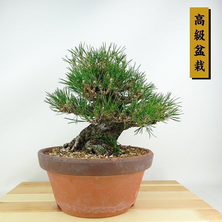 Yahoo!オークション - 盆栽 松 黒松 樹高 約20cm くろまつ 高級 Yahoo!オークション - 盆栽 松 黒松 樹高 約20cm くろまつ 高級