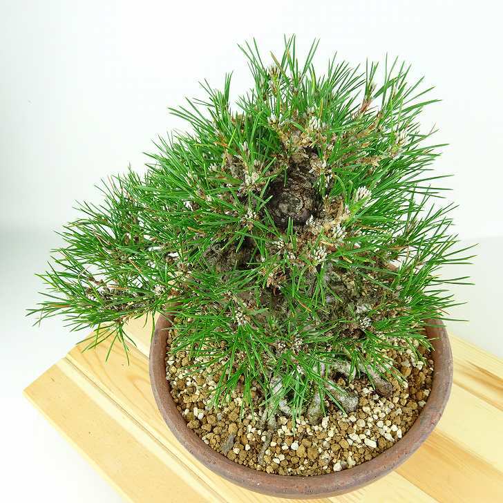 Yahoo!オークション - 盆栽 松 黒松 樹高 約20cm くろまつ 高級 Yahoo!オークション - 盆栽 松 黒松 樹高 約20cm くろまつ 高級