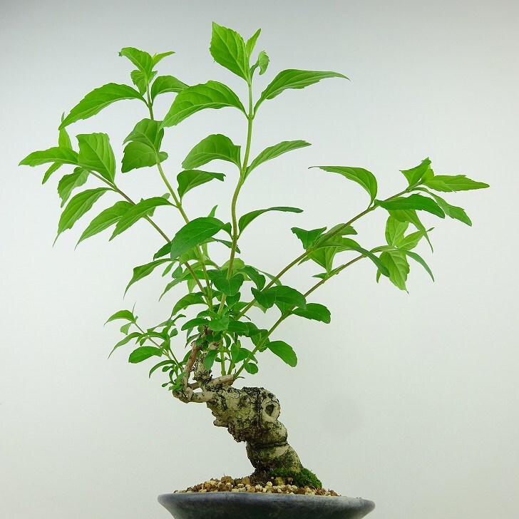 盆栽 紫式部 樹高 約24cm むらさきしきぶ Callicarpa japonica ムラサキシキブ クマツヅラ科 ムラサキシキブ属 落葉樹 観賞用 現品_画像2