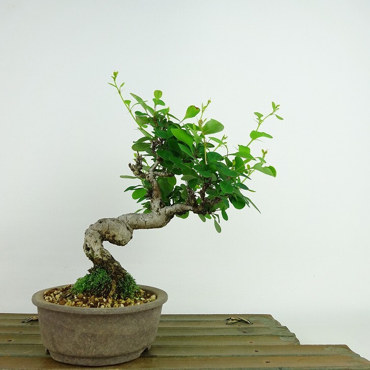 盆栽 目木 樹高 約17cm めぎ Berberis thunbergii メギ メギ科 落葉樹 観賞用 小品 現品_画像1