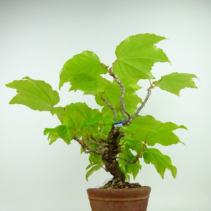 盆栽 蔦 樹高 約30cm つた Parthenocissus tricuspidata ツタ つる性 ブドウ科 ツタ属 落葉樹 庭木 観賞用 現品_画像2