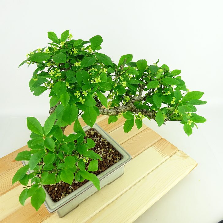 盆栽 こまゆみ 樹高 約21cm Euonymus alatus form ciliatodentatus コマユミ ニシキギ科 落葉広葉樹 観賞用 現品_画像8