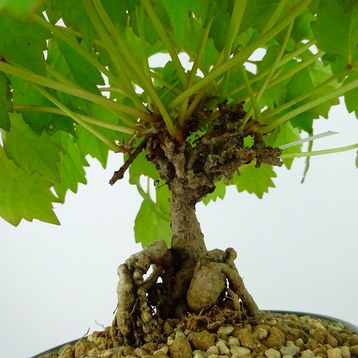 盆栽 蔦 樹高 約15cm つた Parthenocissus tricuspidata ツタ つる性 ブドウ科 ツタ属 落葉樹 庭木 観賞用 小品 現品_画像7