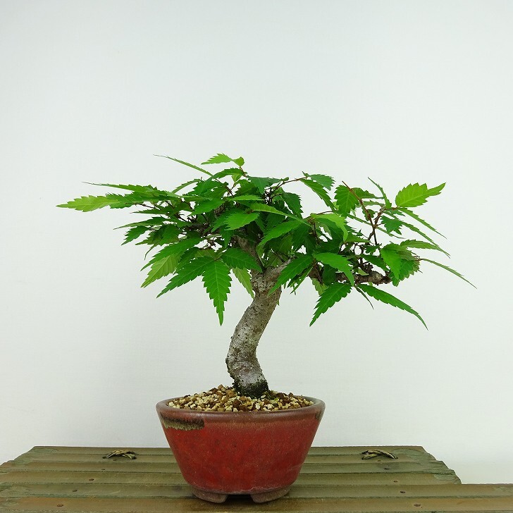  бонсай дзельква высота дерева примерно 14cm дзельква Zelkova serratakeyaki. лист nire.keyaki. листопадные растения .. для маленький товар на данный момент товар 