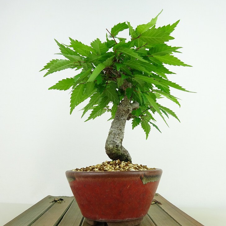 盆栽 欅 樹高 約14cm けやき Zelkova serrata ケヤキ 紅葉 ニレ科 ケヤキ属 落葉樹 観賞用 小品 現品_画像4