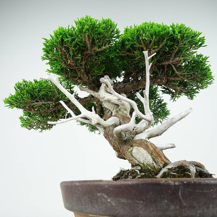 盆栽 真柏 樹高 約27cm しんぱく Juniperus chinensis シンパク “ジン シャリ” ヒノキ科 常緑樹 観賞用 現品_画像4