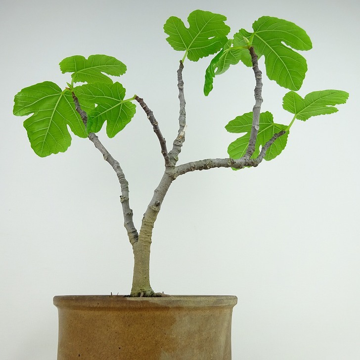 盆栽 無花果 樹高 約27cm いちじく Ficus carica イチジク クワ科 イチジク属 落葉樹 観賞用 現品_画像3