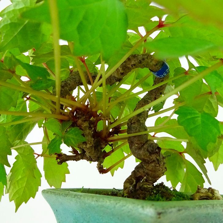 盆栽 蔦 樹高 上下 約11cm つた Parthenocissus tricuspidata ツタ つる性 ブドウ科 ツタ属 落葉樹 庭木 観賞用 小品 現品_画像6