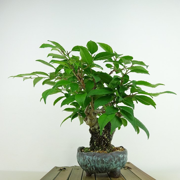 盆栽 梅擬 樹高 約20cm うめもどき Ilex serrata ウメモドキ 石付き モチノキ科 落葉樹 観賞用 小品 現品_画像4