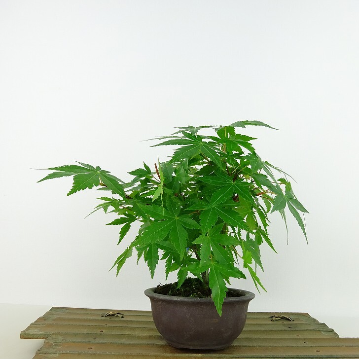 盆栽 紅葉 樹高 約14cm もみじ Acer palmatum モミジ カエデ科 落葉樹 観賞用 小品 現品_画像1