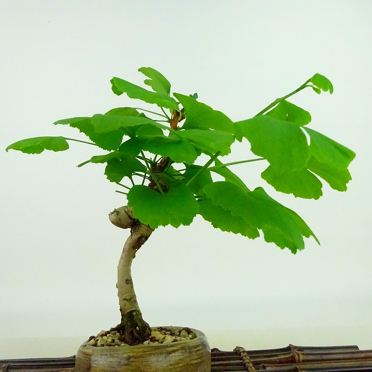 盆栽 銀杏 樹高 約19cm いちょう Ginkgo biloba イチョウ 紅葉 イチョウ科 落葉樹 観賞用 小品 現品_画像4