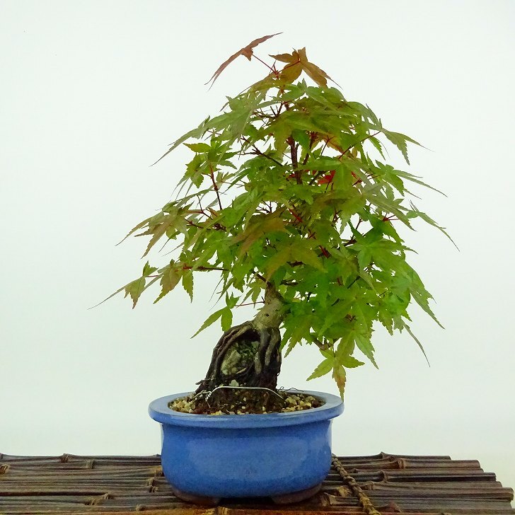 盆栽 紅葉 出猩々 樹高 約25cm もみじ Acer palmatum モミジ 石付き カエデ科 落葉樹 観賞用 現品_画像1