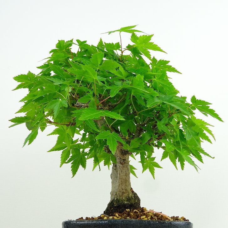 盆栽 紅葉 樹高 約19cm もみじ Acer palmatum モミジ カエデ科 落葉樹 観賞用 小品 現品_画像2