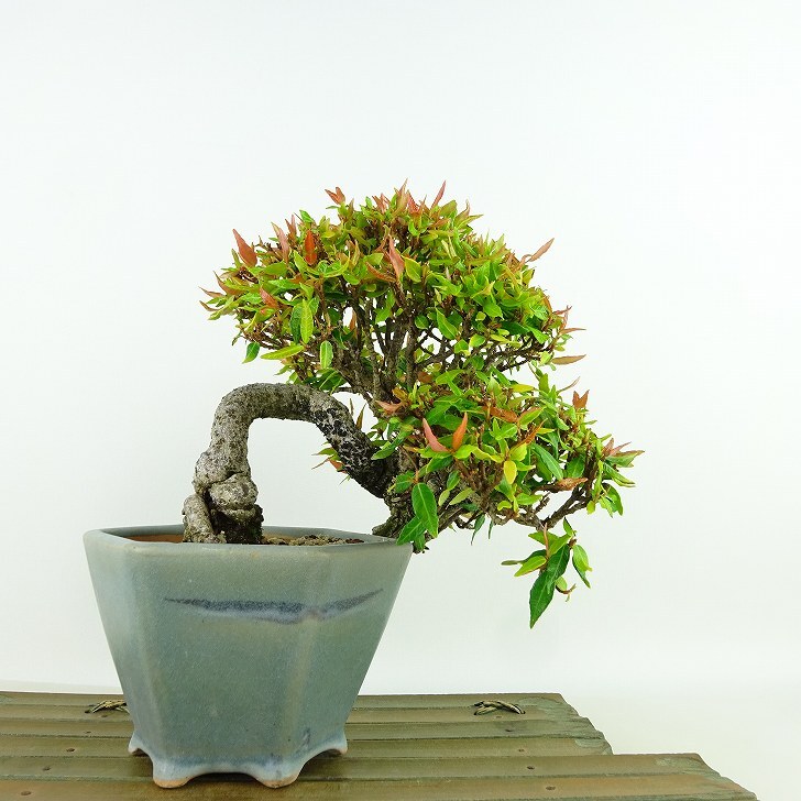 盆栽 縮緬葛 樹高 上下 約15cm ちりめんかずら tirimenkazura 盆栽 縮緬葛 樹高 上下 約15cm ちりめんかずら tirimenkazura