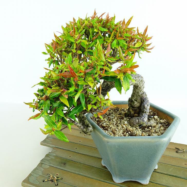 盆栽 縮緬葛 樹高 上下 約15cm ちりめんかずら tirimenkazura 盆栽 縮緬葛 樹高 上下 約15cm ちりめんかずら tirimenkazura