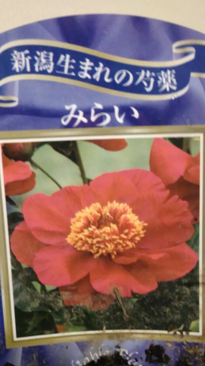 ③みらい★芍薬の苗★写真現物_出品現物撮影です