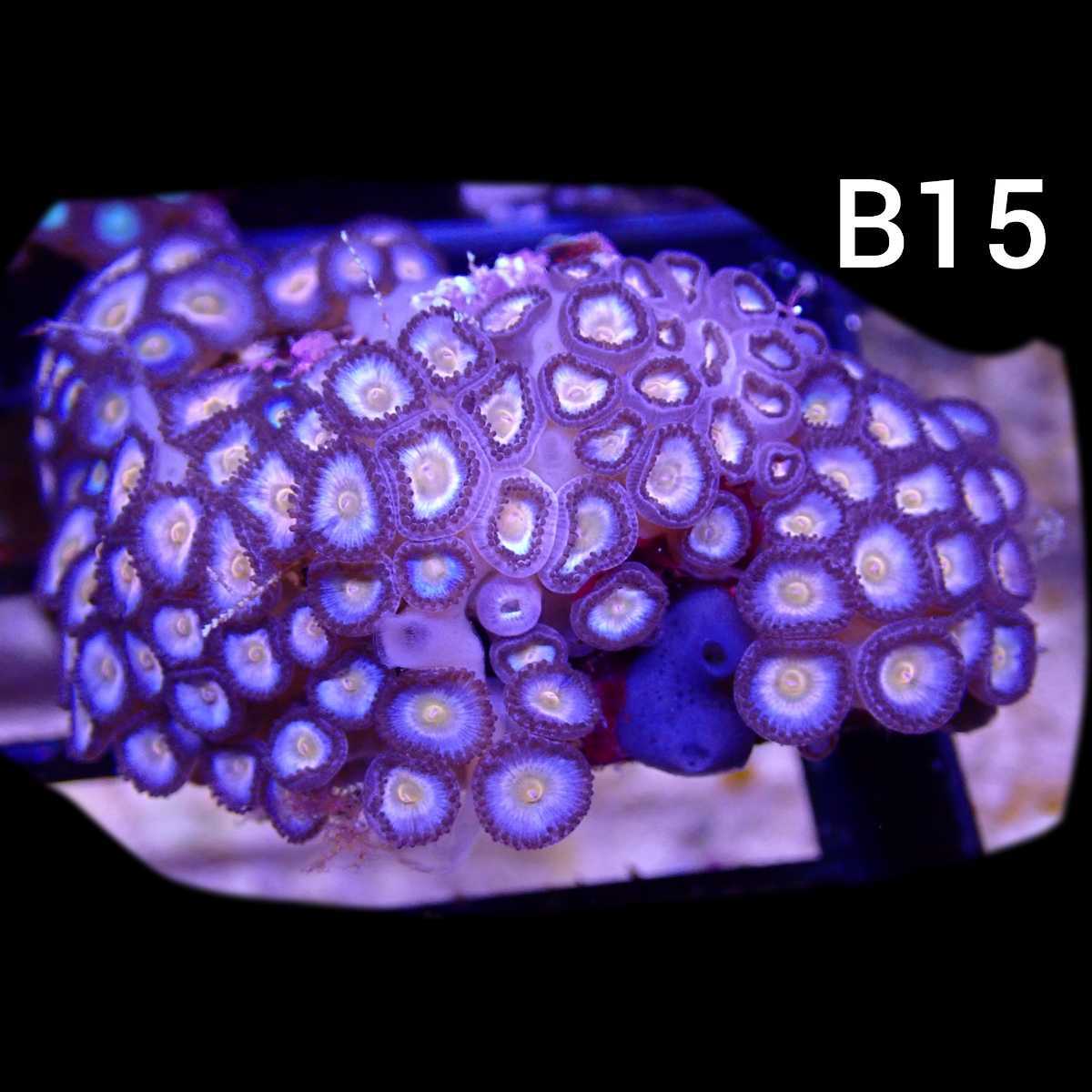 【ビジュアル】クロシオマメスナギンチャク B15 マメスナの画像1