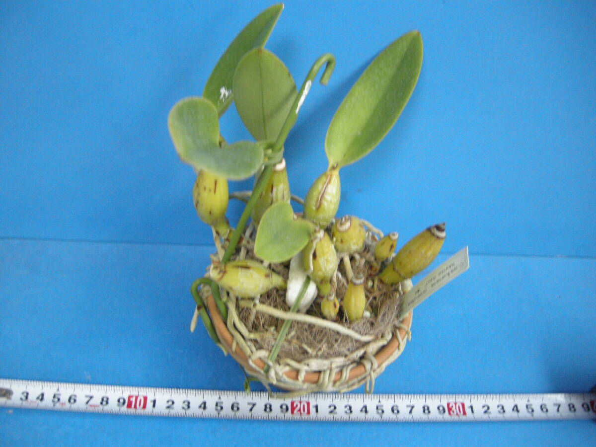 洋蘭 カトレア C. walkeriana coerulea 'Monte Azul' 4N (4倍体) ②の画像2