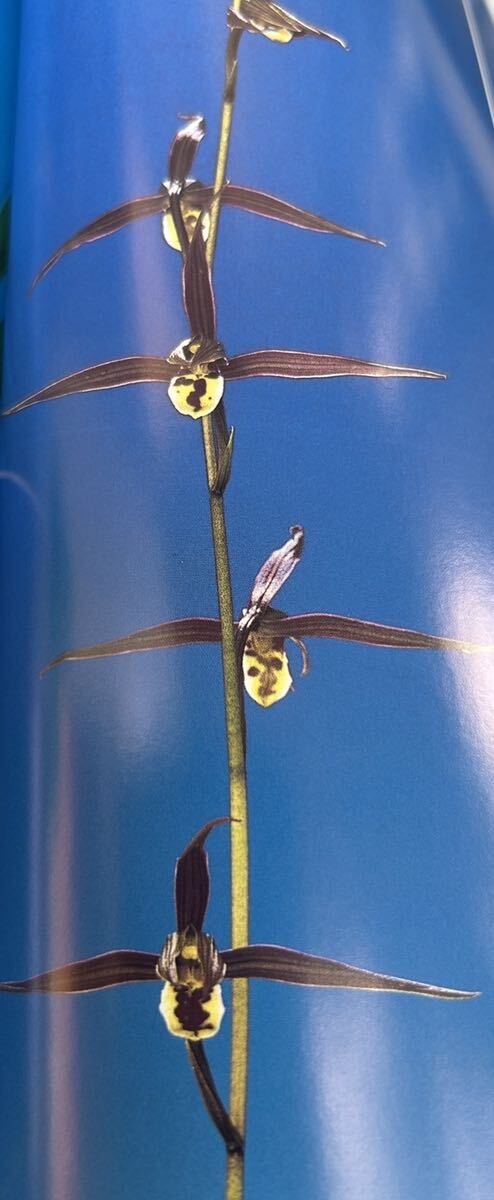  культивирование больше . товар, город Хюга холод орхидея, регистрация товар, большой -, N T- 23