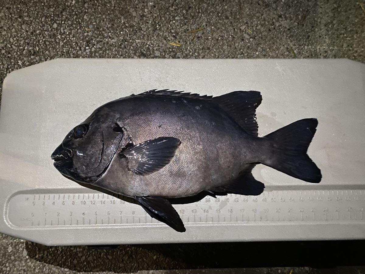 【3.9kg】イシダイ 石鯛（検 クエの画像1