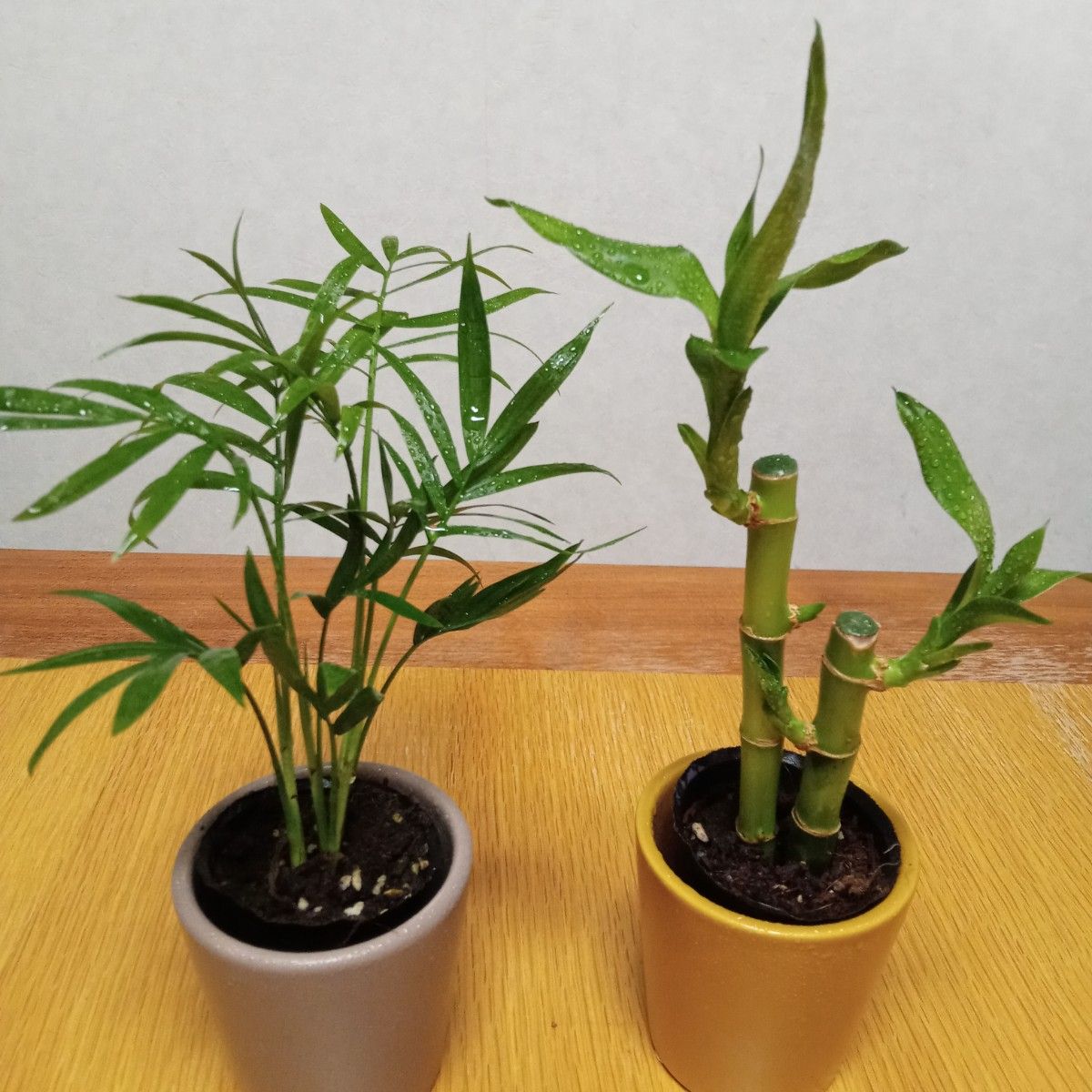 【週末特価】夏に涼しげな観葉植物◆２点セット◆テーブルヤシ　ミリオンバンブー　しっかり根付き