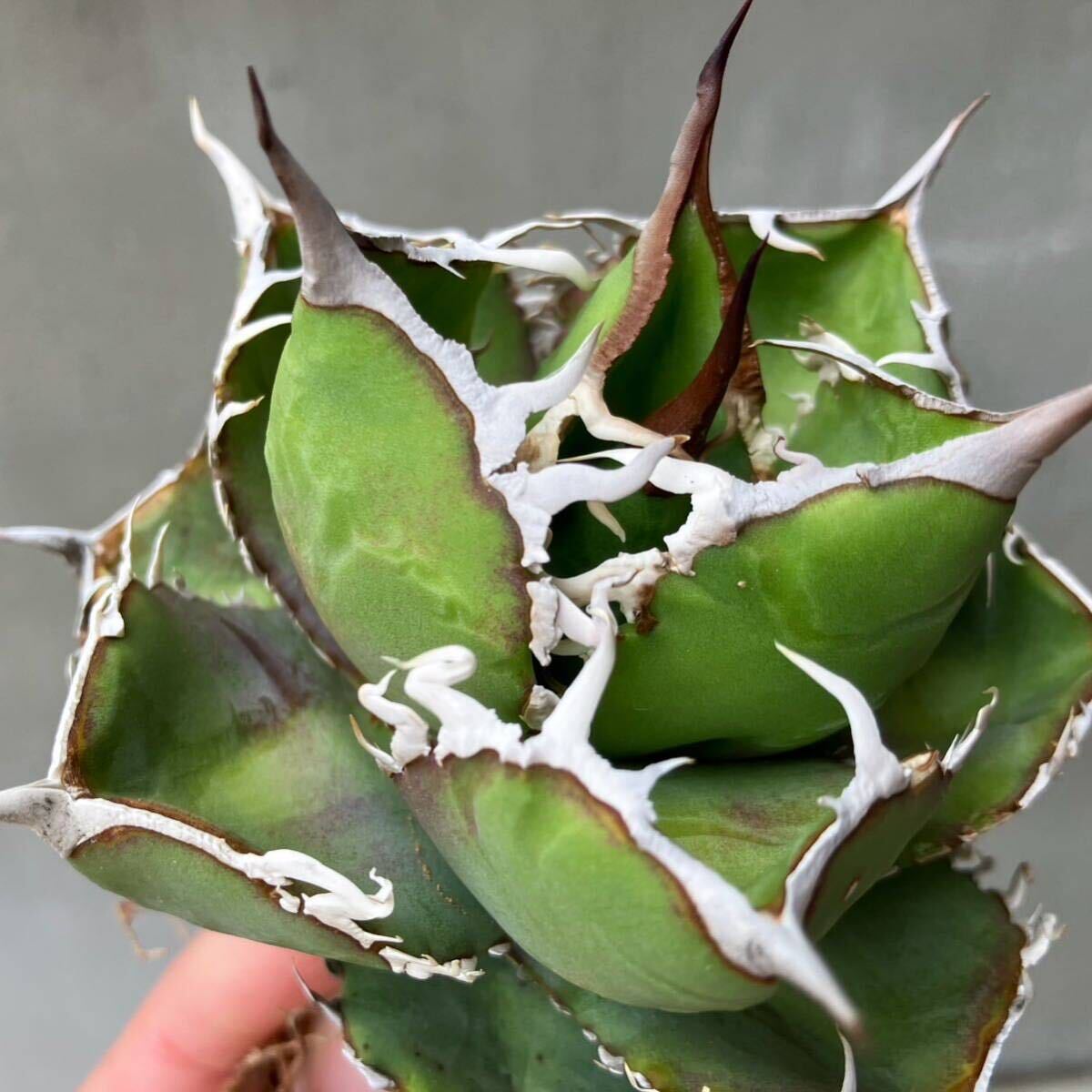 チタノタ 雪豹 台湾輸入特選株 agave titanota オテロイ アガベ snow leopardの画像6