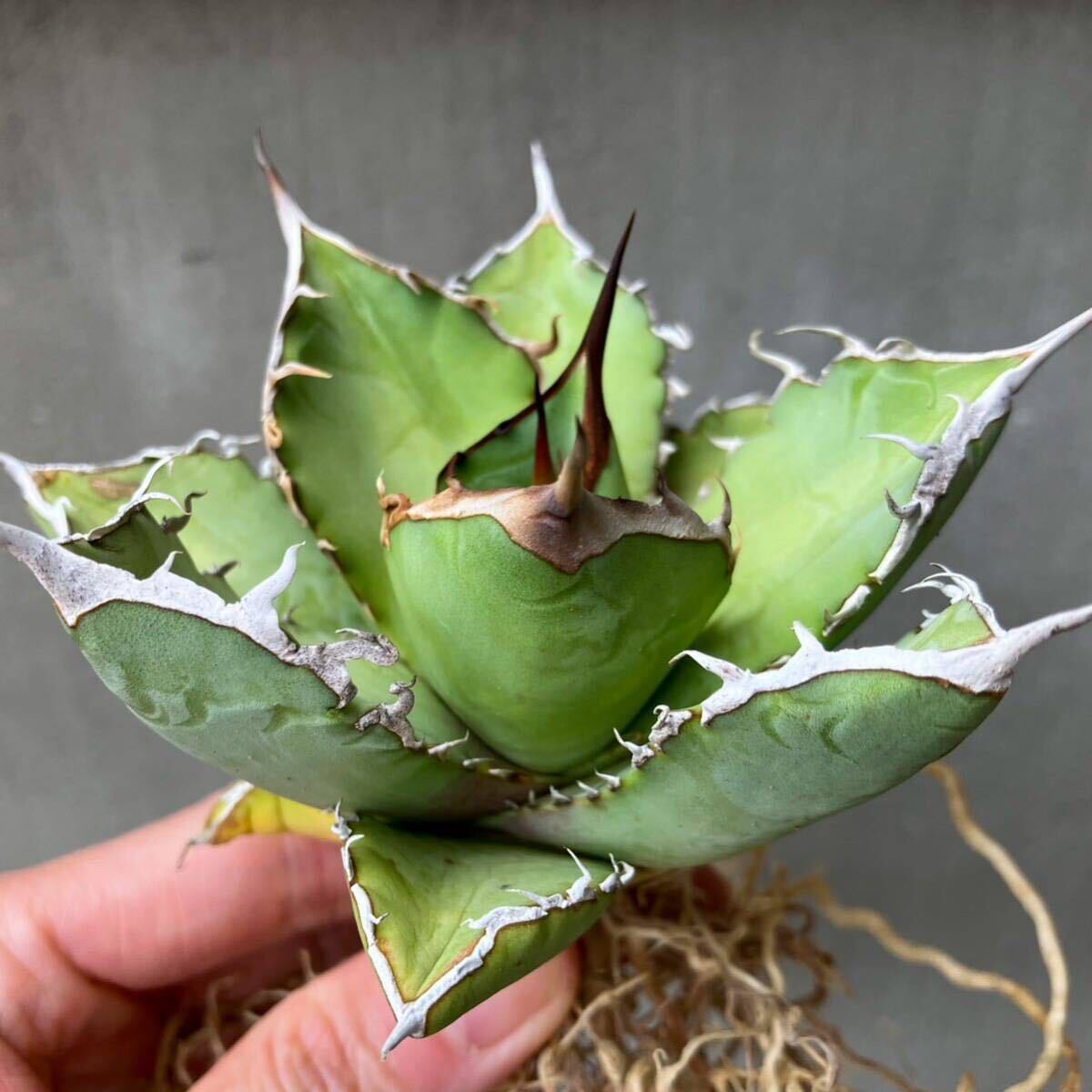 チタノタ 実生 タイ輸入特選株 agave titanota オテロイ アガベの画像3