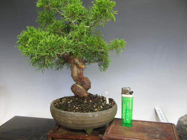 小品盆栽糸魚川真柏（NO２）樹高２４ｃｍ（送料無料）の画像1