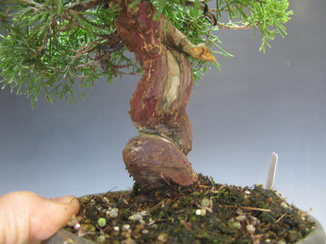 小品盆栽糸魚川真柏（NO２）樹高２４ｃｍ（送料無料）の画像5