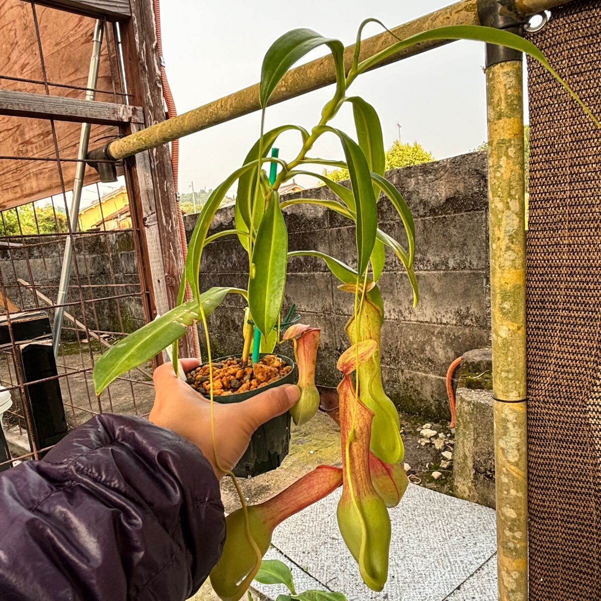 N.Alata(アラータ) オス株 挿し木 ネペンテス ウツボカズラ 食虫植物 熱帯植物 観葉植物の画像6
