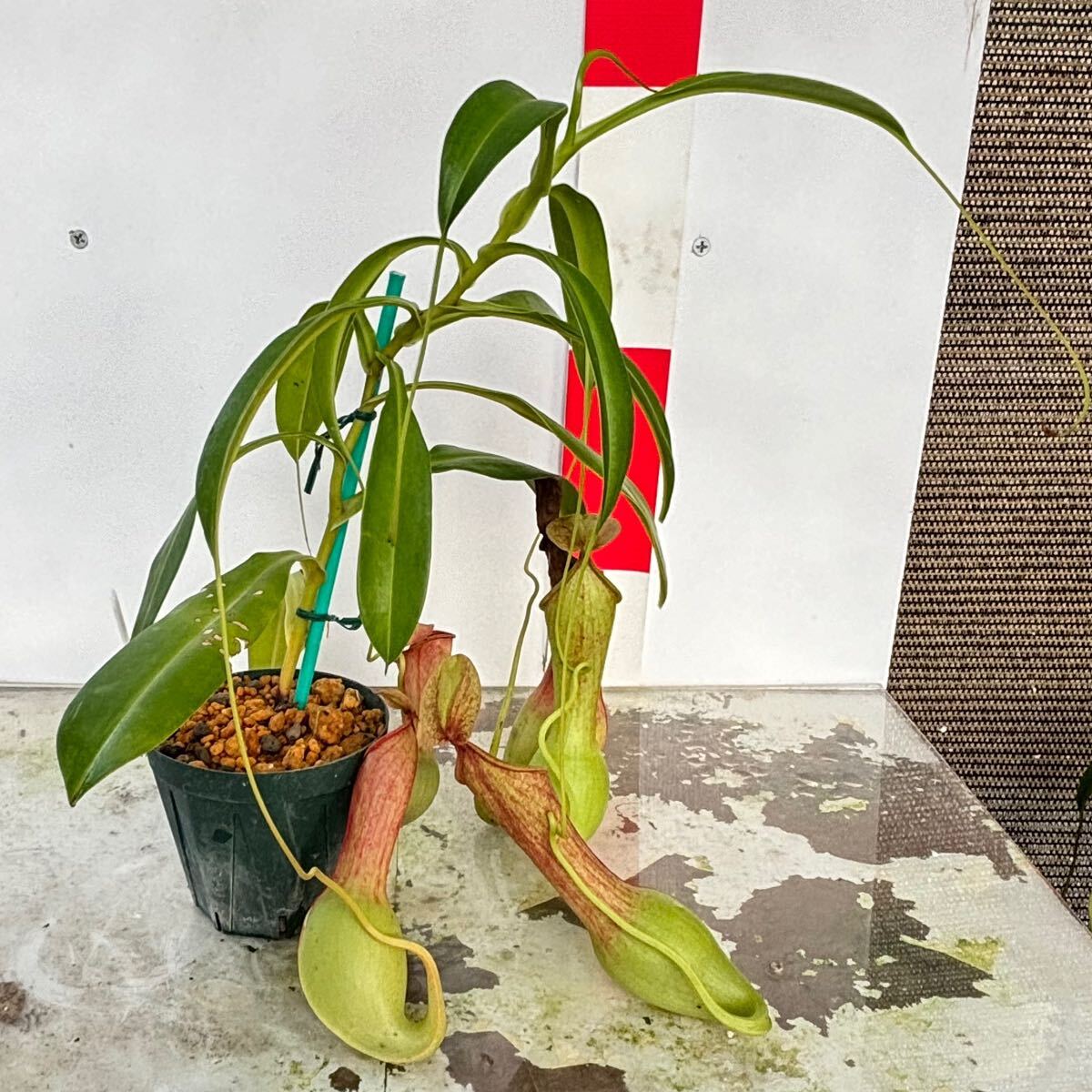 N.Alata(アラータ) オス株 挿し木 ネペンテス ウツボカズラ 食虫植物 熱帯植物 観葉植物の画像4
