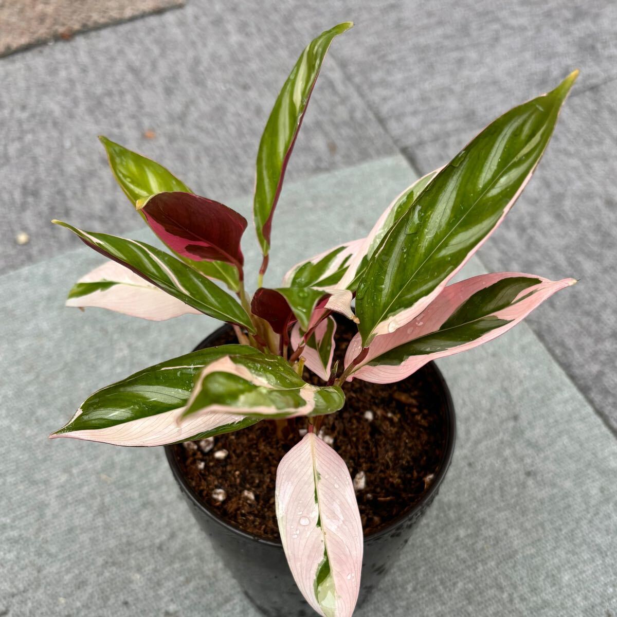 * rare * Ctenanthe oppenheimiana *Tricolor*kte naan teo pen partition mi hole \' Toriko roru\'. entering . obi plant decorative plant 