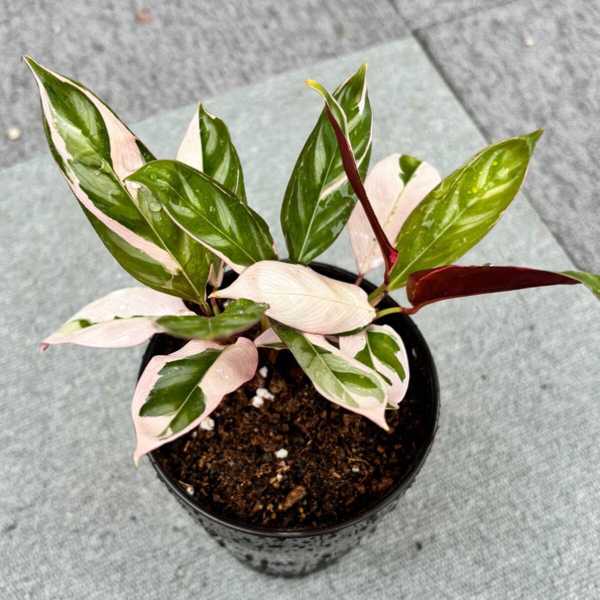 * rare * Ctenanthe oppenheimiana *Tricolor*kte naan teo pen partition mi hole \' Toriko roru\'. entering . obi plant decorative plant 