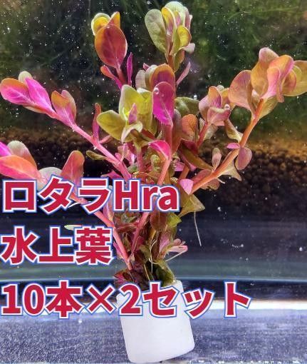 ろ材リング付き ロタラHra 10本×2セット+おまけ