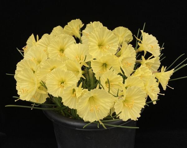 【球根】スイセン　ジュリアジェーン系統(Narcissus romieuxii ’Julia Jane’ type)_画像1