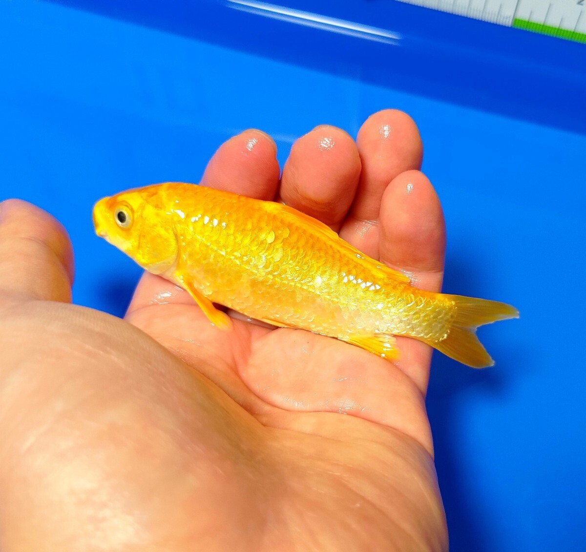 [ rare common carp ] limited amount bargain sale!!... common carp place production Golden corn colored carp opening 2 -years old approximately 12cm rom and rear (before and after) 1 pcs animation have including in a package possible ( including in a package conditions have )