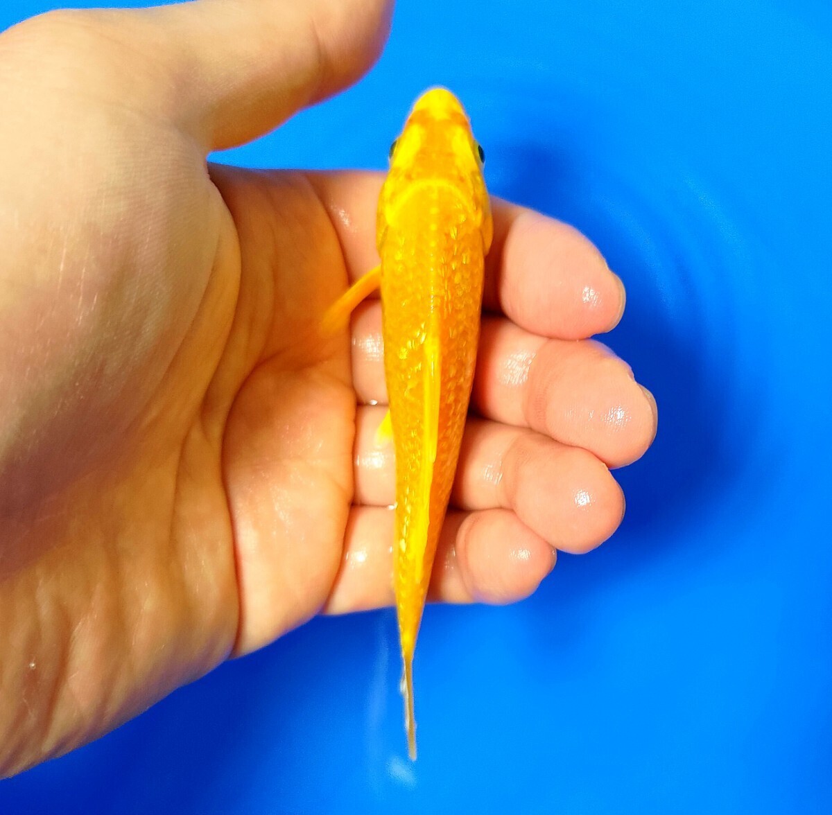 [ rare common carp ] limited amount bargain sale!!... common carp place production Golden corn colored carp opening 2 -years old approximately 12cm rom and rear (before and after) 1 pcs animation have including in a package possible ( including in a package conditions have )