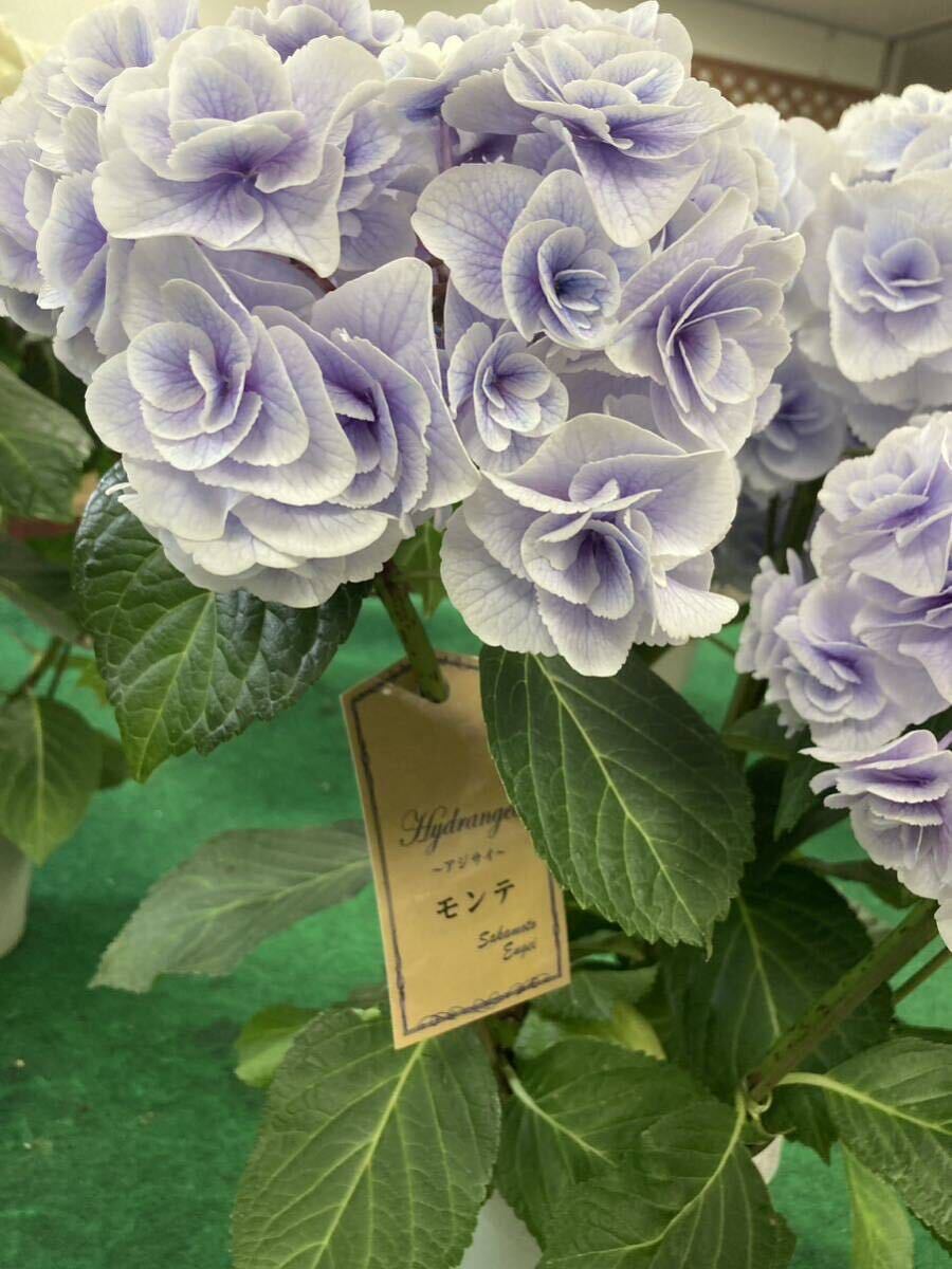 [ new goods kind ] hydrangea monte goods kind registration purple . flower 