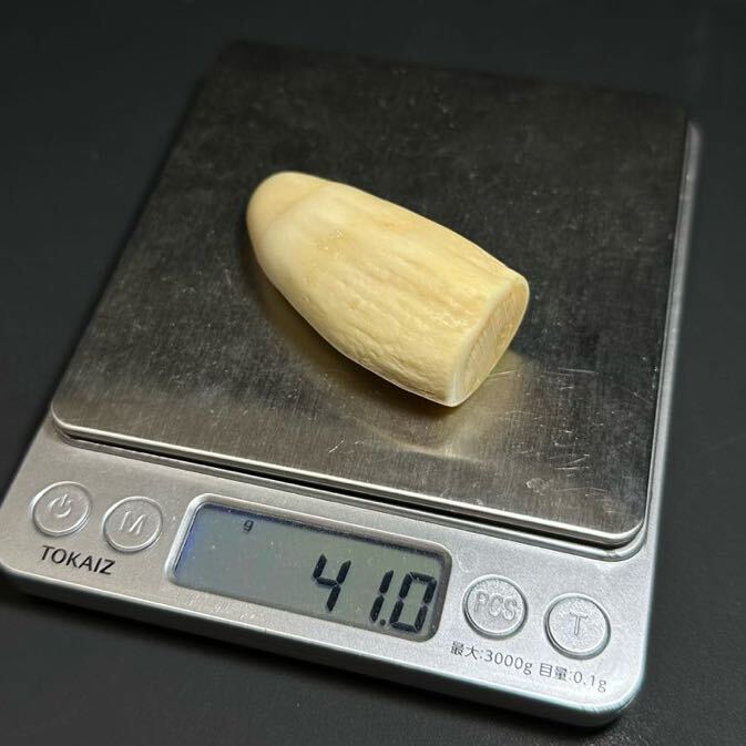 [makou whale. tooth 41.0g]... whale tooth . seal stock . tooth 