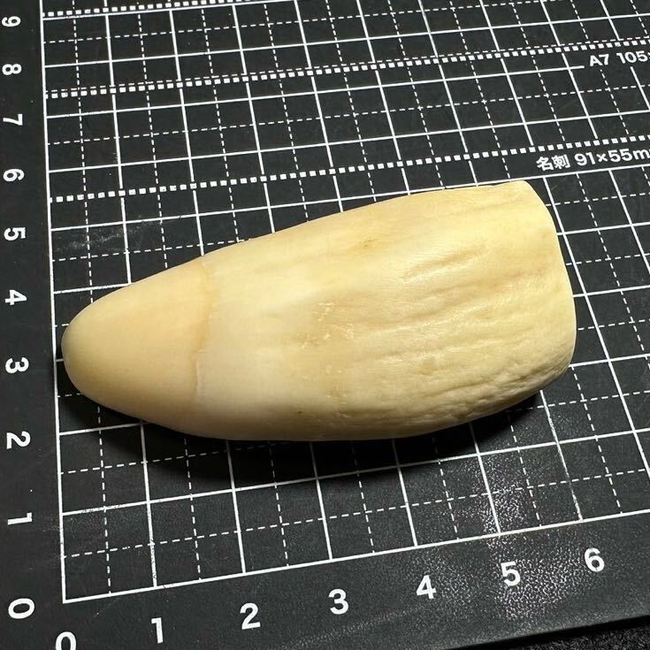 [makou whale. tooth 41.0g]... whale tooth . seal stock . tooth 