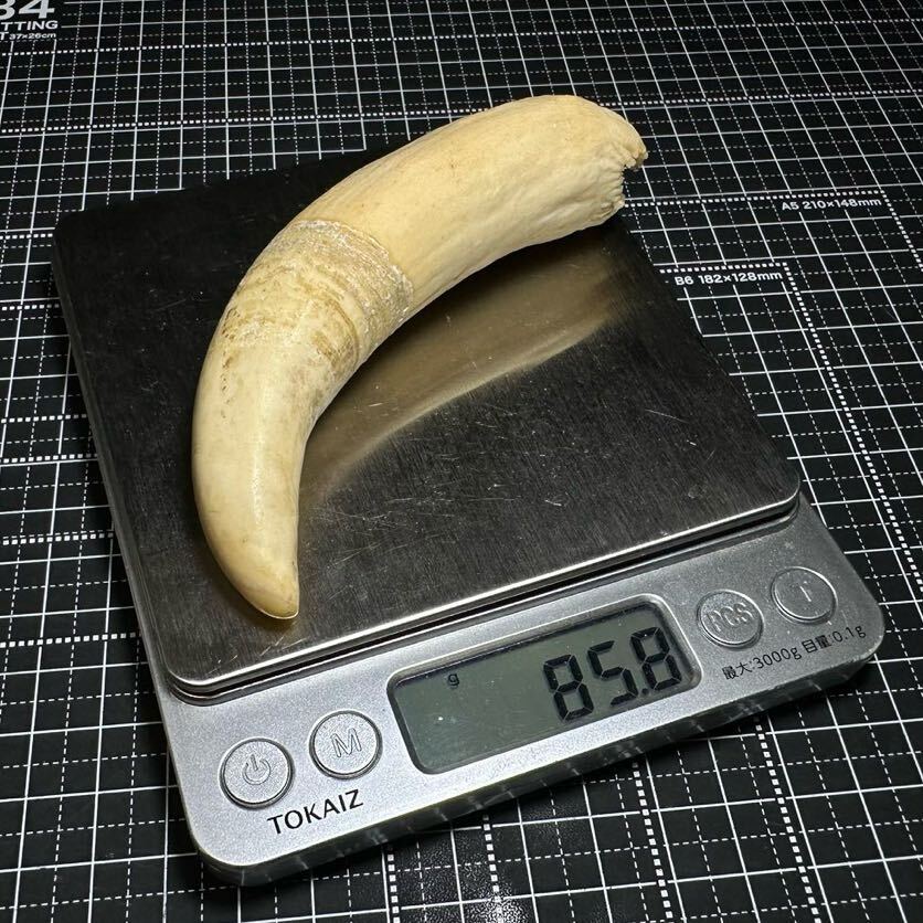 [makou whale. tooth 2 pcs set 174.7g]... whale tooth . seal stock . tooth 