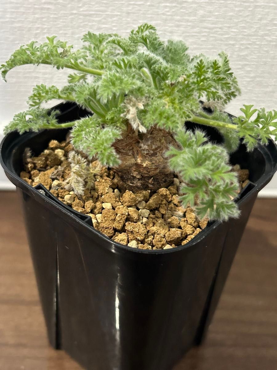 ペラルゴニウム アッペンディクラツム 多肉植物 塊根植物