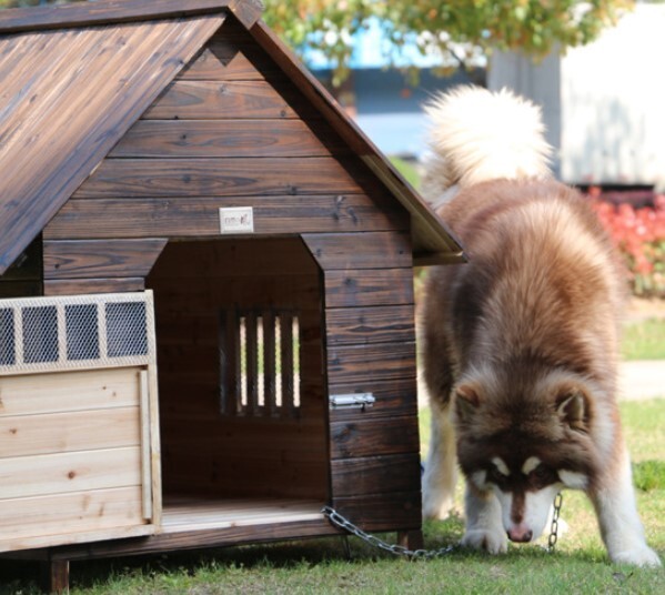 防水シート付き 外飼い お庭用 木製 天然木 犬小屋 ペットハウス ドッグハウス 犬舎 三角屋根 脚付き 小型犬 中型犬 屋外ハウス 耐久性_画像6