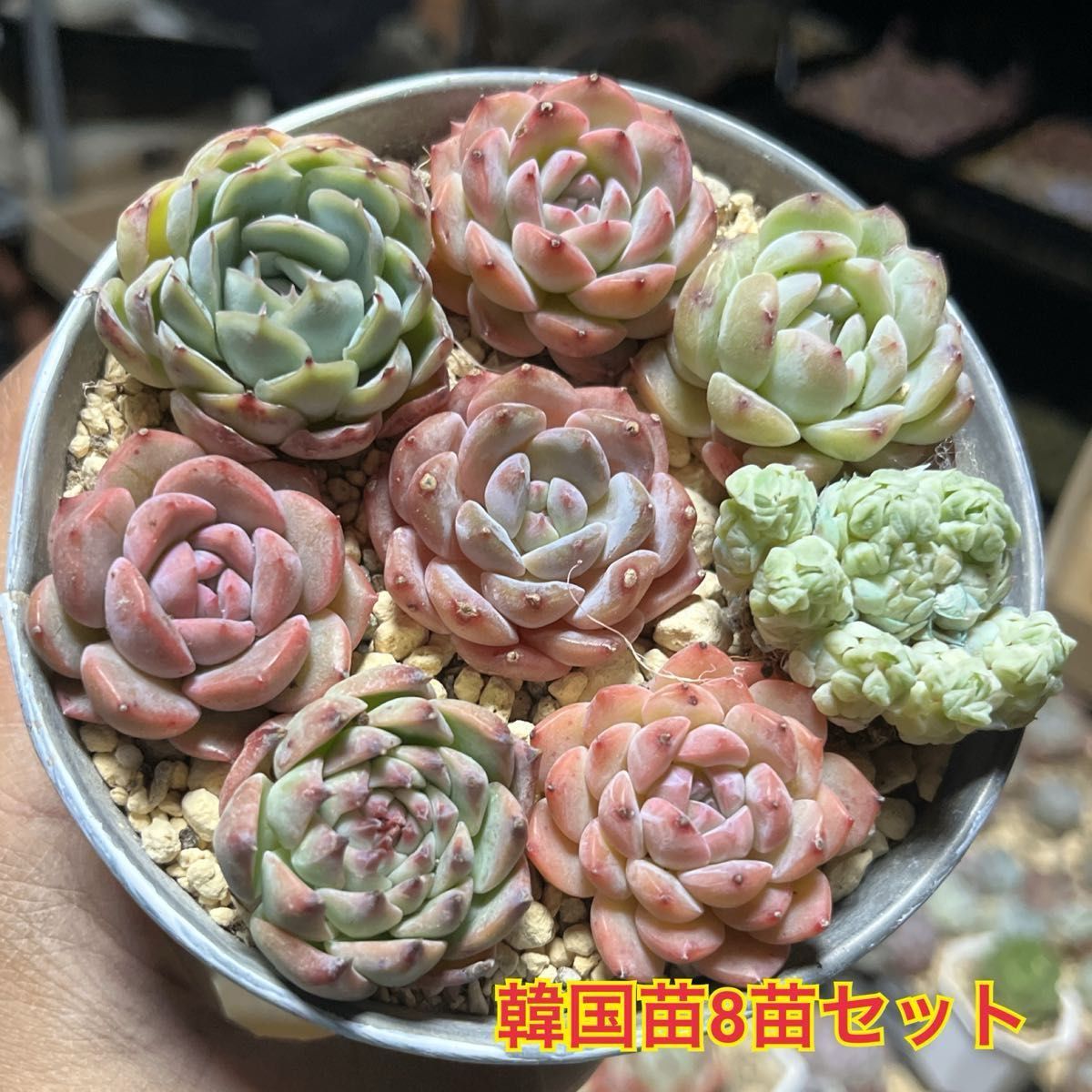 韓国苗8苗セット 多肉植物 レア品種 高級品種 人気品種入って 韓国苗8苗セット 多肉植物 レア品種 高級品種 人気品種入って