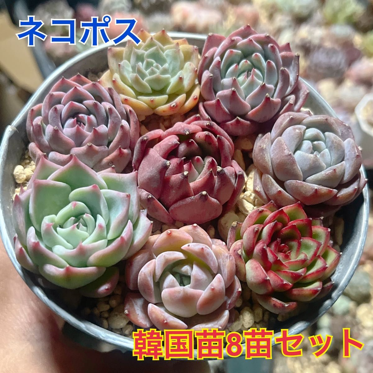 韓国苗8苗セット 多肉植物 レア品種 高級品種 人気品種入って 韓国苗8苗セット 多肉植物 レア品種 高級品種 人気品種入って