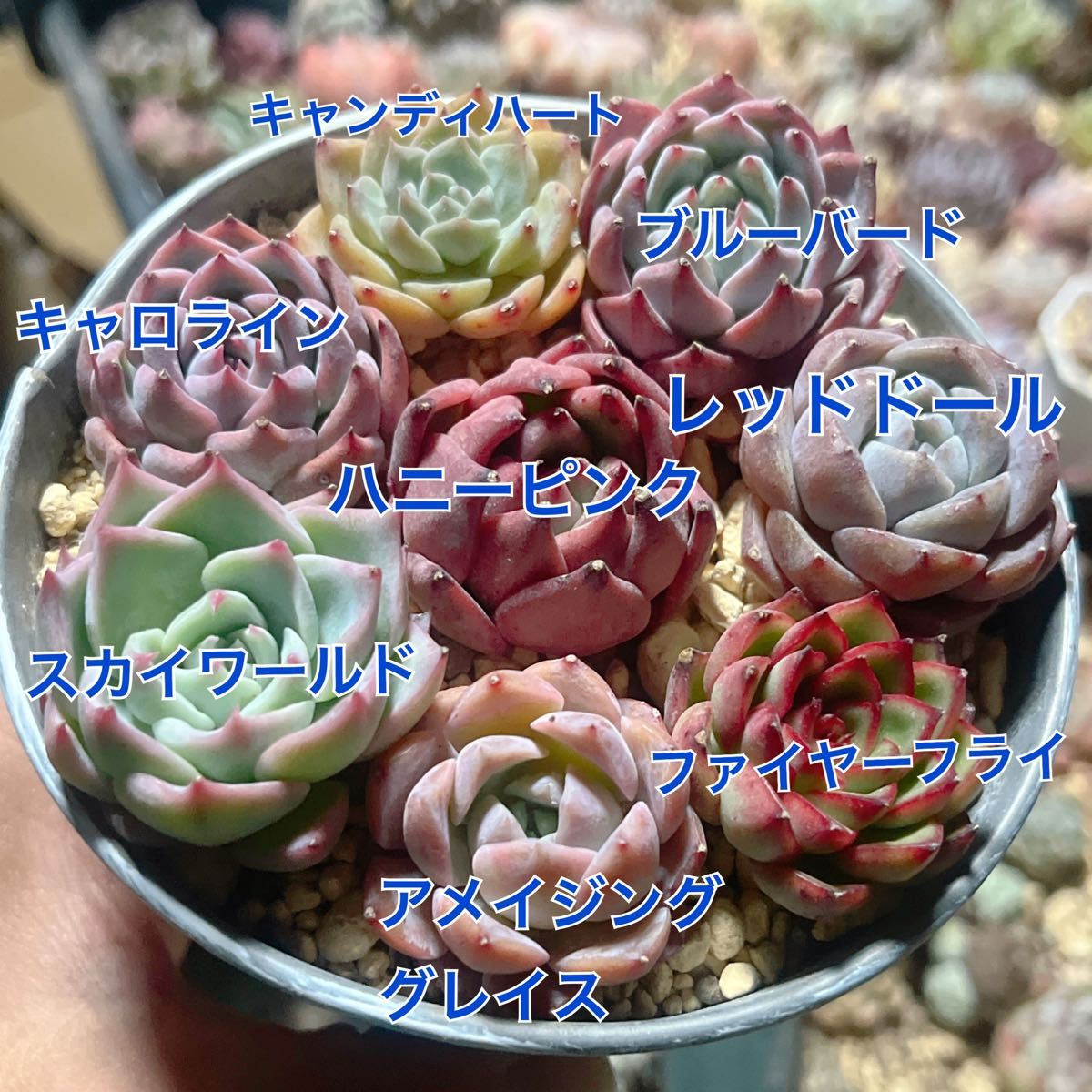 韓国苗8苗セット 多肉植物 レア品種 高級品種 人気品種入って 韓国苗8苗セット 多肉植物 レア品種 高級品種 人気品種入って
