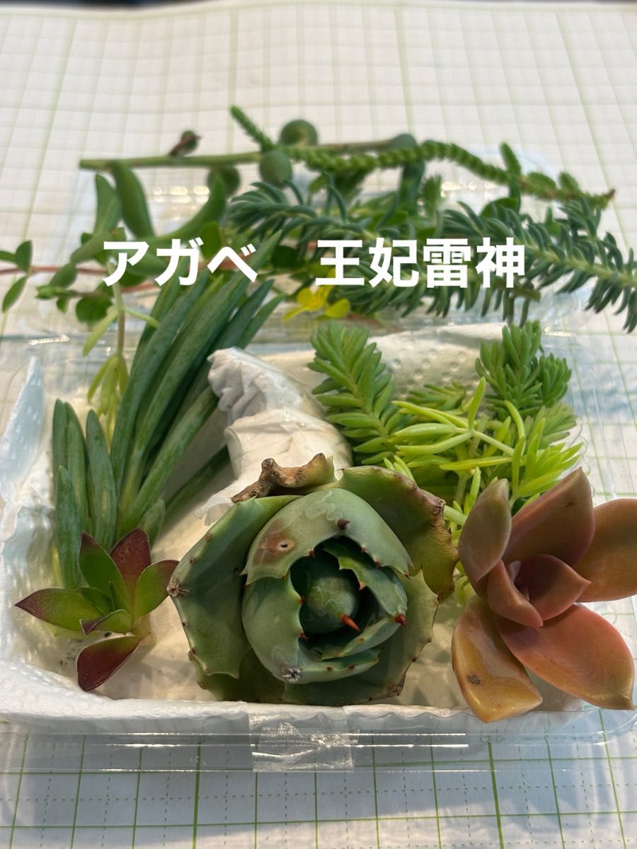 イシスメンシス王妃雷神（真ん中のアガベ）　多肉植物寄せ植えセット　詰め合わせ　多肉弁当　ちまちま寄せ　初心者　多肉ライフ　