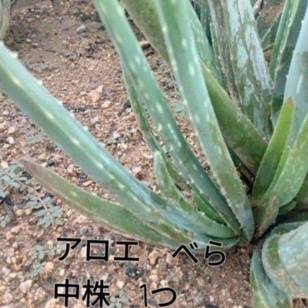 無農薬　アロエベラ　中株1つ