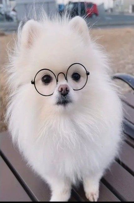 新品ダイヤモンドアート20×30 可愛い子犬　メガネのポメラニアン　愛犬　白い犬　ワンちゃん　作成キット